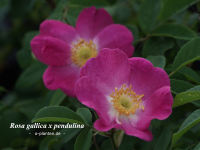 Rosa gallica x pendulina