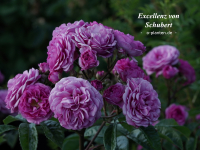 Excellenz von Schubert