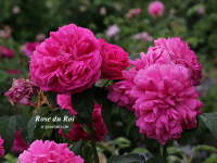 Rose du Roi