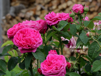 Rose du Roi