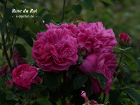 Rose du Roi