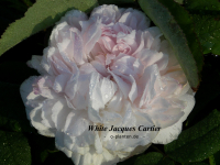 White Jacques Cartier