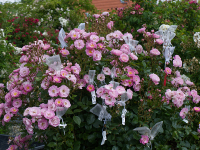 Emmis Rose