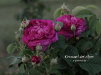 Cramoisie des Alpes