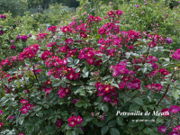 Petronilla de Meath