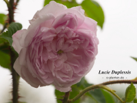 Lucie Duplessis