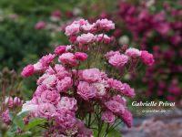 Gabrielle Privat
