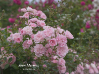 Jean Mermoz