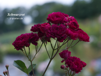 Schwarzrot