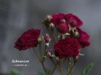 Schwarzrot