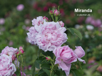 Miranda