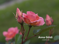 Anna G�ldi