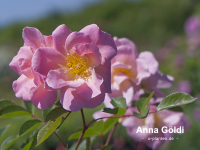 Anna G�ldi