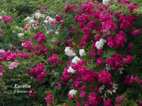 Excelsa