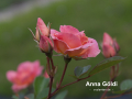 Anna G�ldi