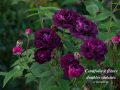 Centifolia à Fleurs Doubles Violettes